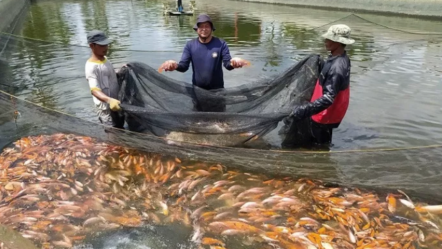 Edukasi Budidaya Ikan Nila Air Tawar